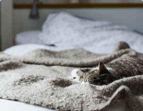 Cat sleeping on top of a bed Cat sleeping on top of a bed